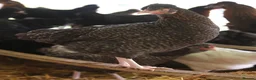 Chickens poultry for sale: Point of lay hybrid hens  - Advert 6
