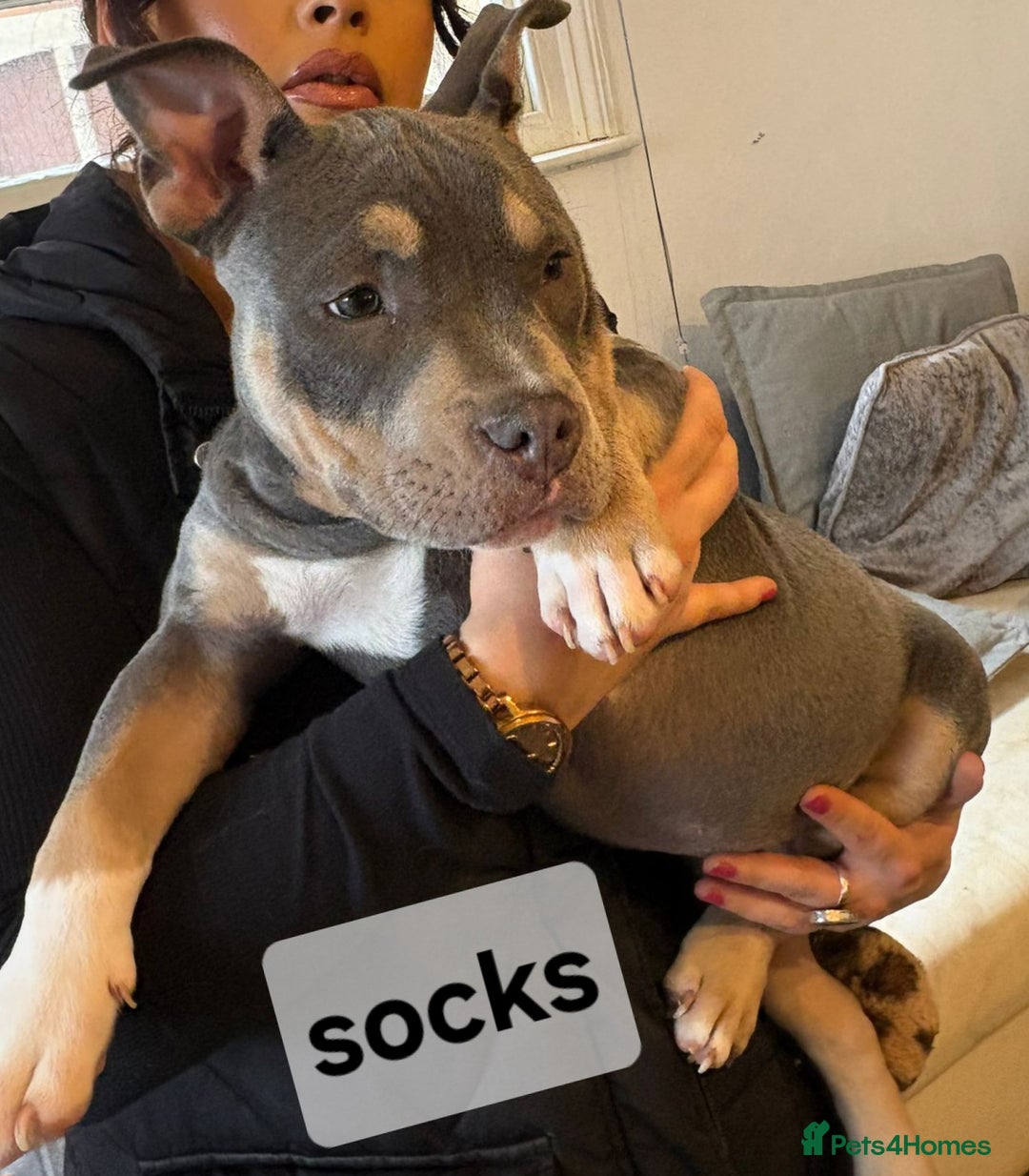 American Bully dogs for sale: Blue & lilac tri pocket bully’s  - Advert 29