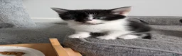 Mixed Breed cats for sale: Kittens for sale  - Advert 4