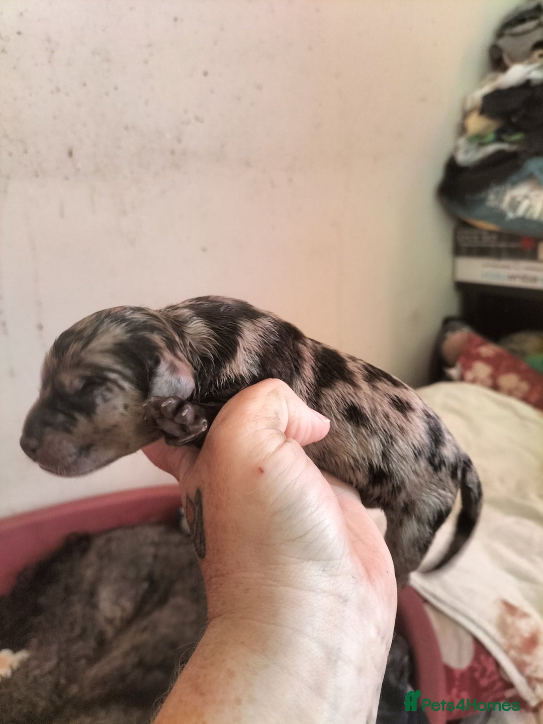 Labradoodle dogs for sale: Beautiful labradoodle puppies for sale  - Advert 8