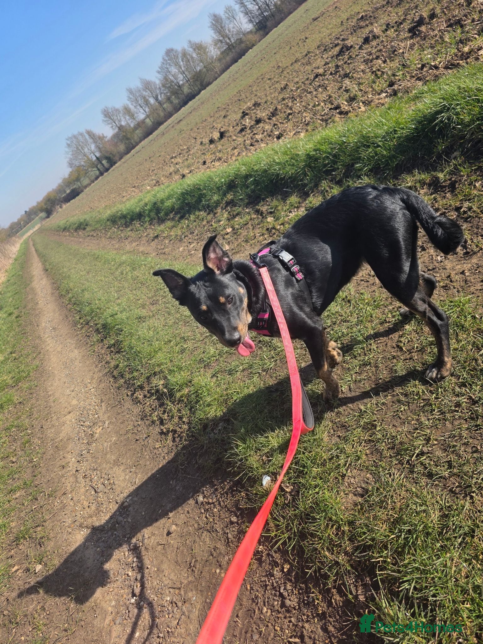 Mixed Breed dogs Beautiful female for stud - Advert 2