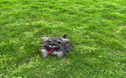 Miniature Schnauzer dogs for sale: Miniature schnauzer puppies ready now🐾 - Advert 6