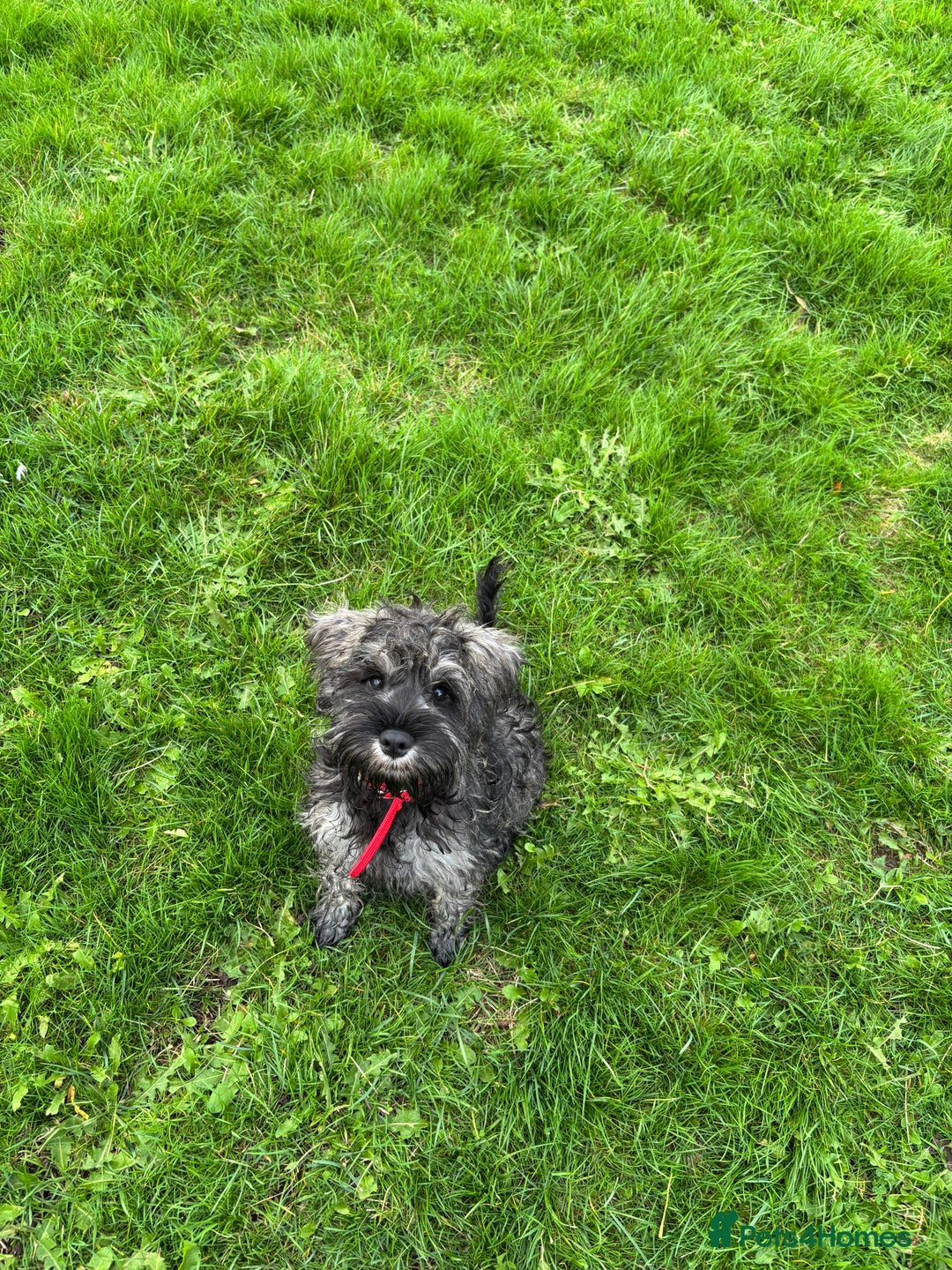 Miniature Schnauzer dogs for sale: Miniature schnauzer puppies ready now🐾 - Advert 6