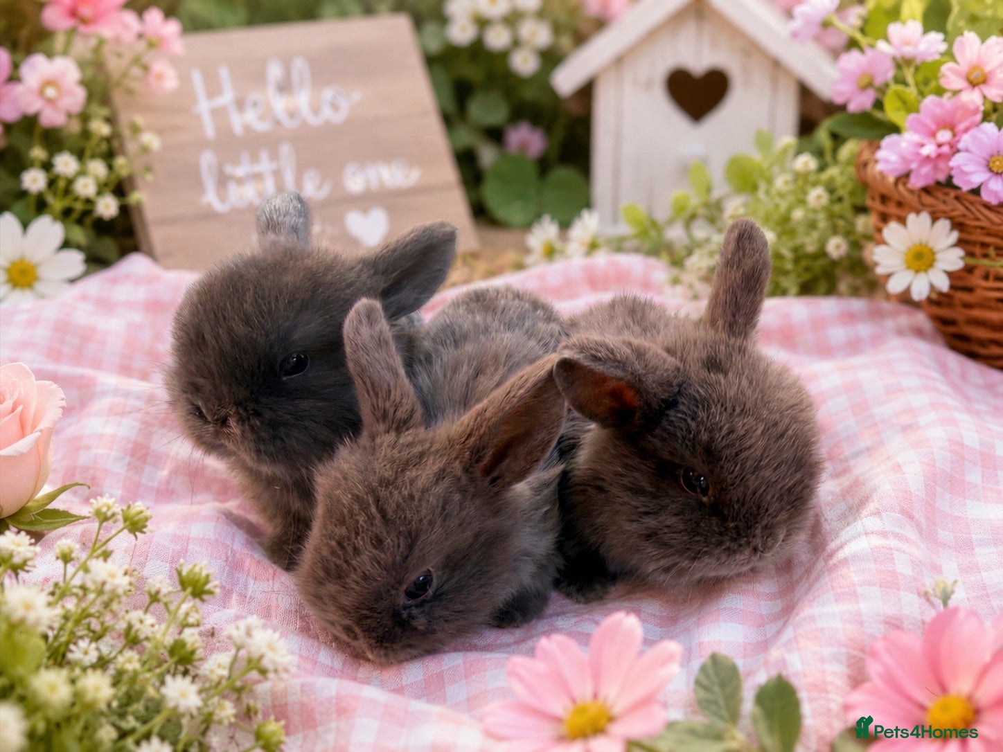Dwarf Lop rabbits Mini lop babies - Advert 12
