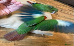 Conures birds for sale: Rose Crowned Conure Pyrrhura Rhodocephala  - Image 4