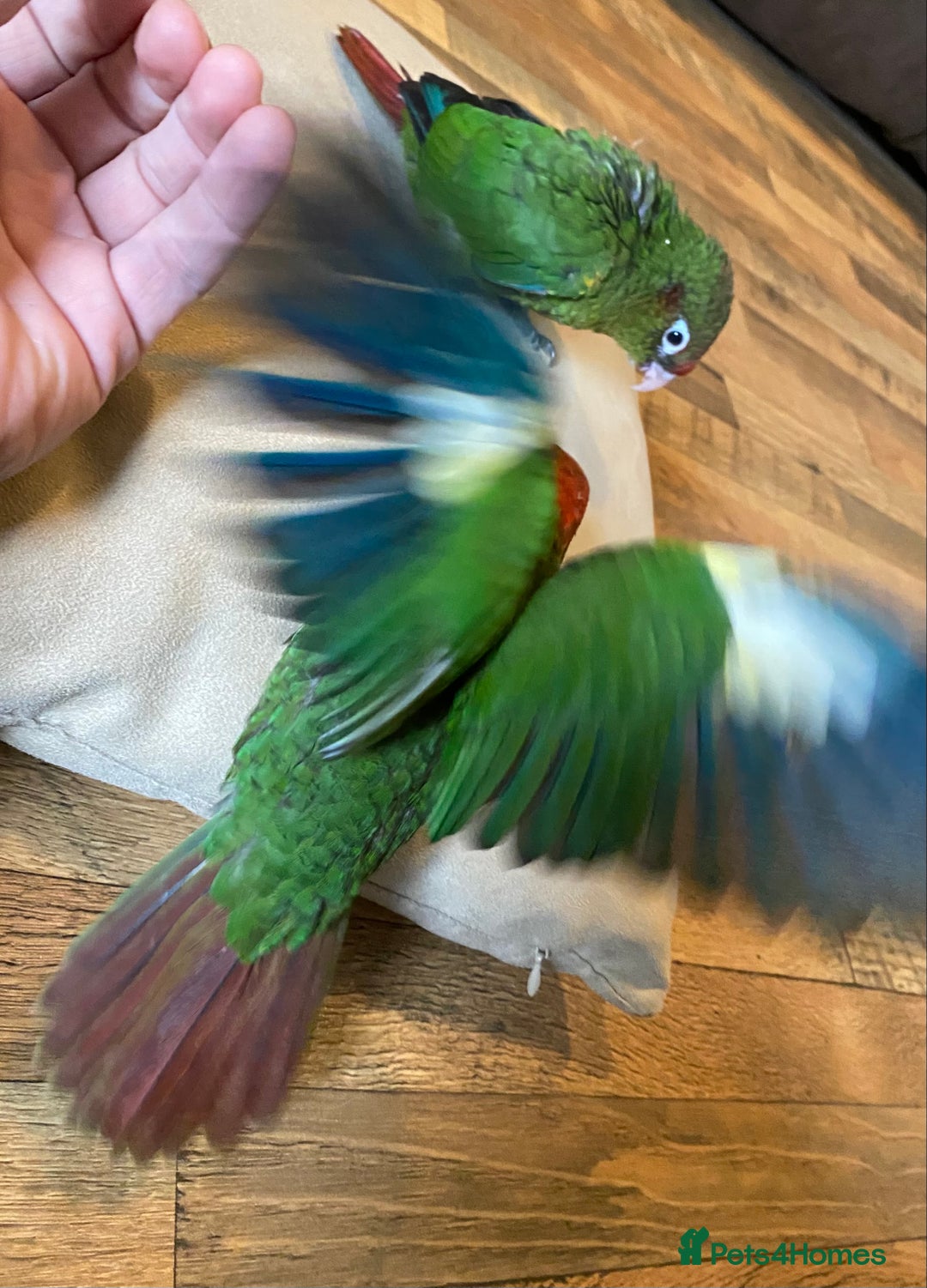 Conures birds for sale: Rose Crowned Conure Pyrrhura Rhodocephala  - Image 4