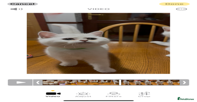 British Shorthair cats - Advert 14