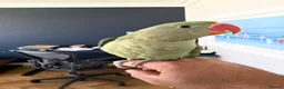 Parrots birds for sale: Beautiful Young Alexandrian Parrot – With Cage - Advert 7