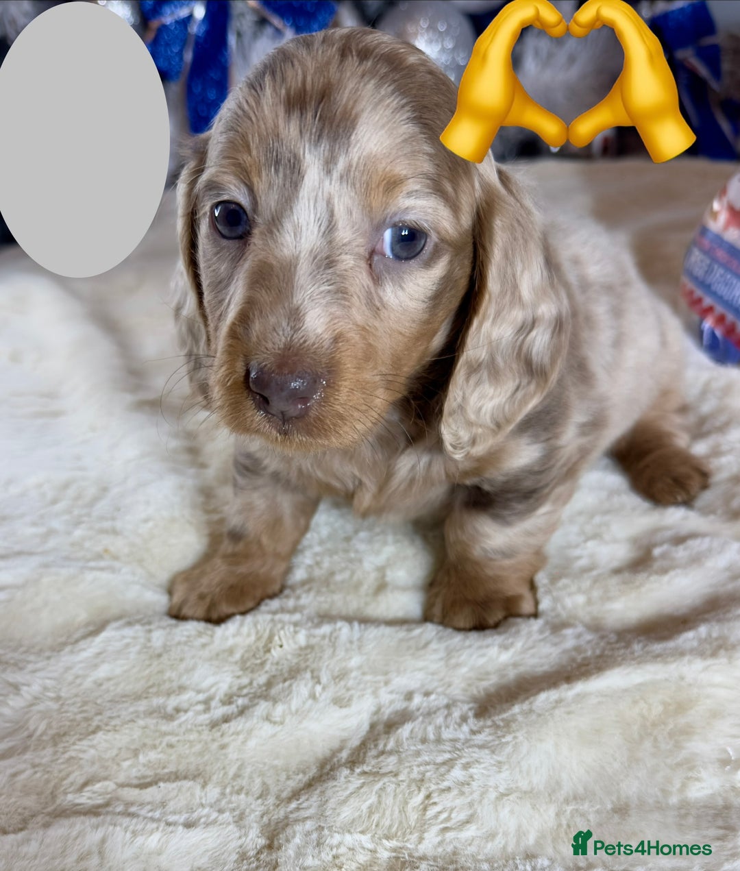 Miniature Dachshund dogs for sale: Dachshund miniature long hair - Advert 5