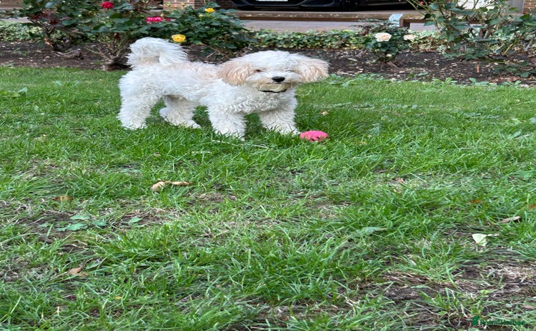 Poochon dogs - Advert 4