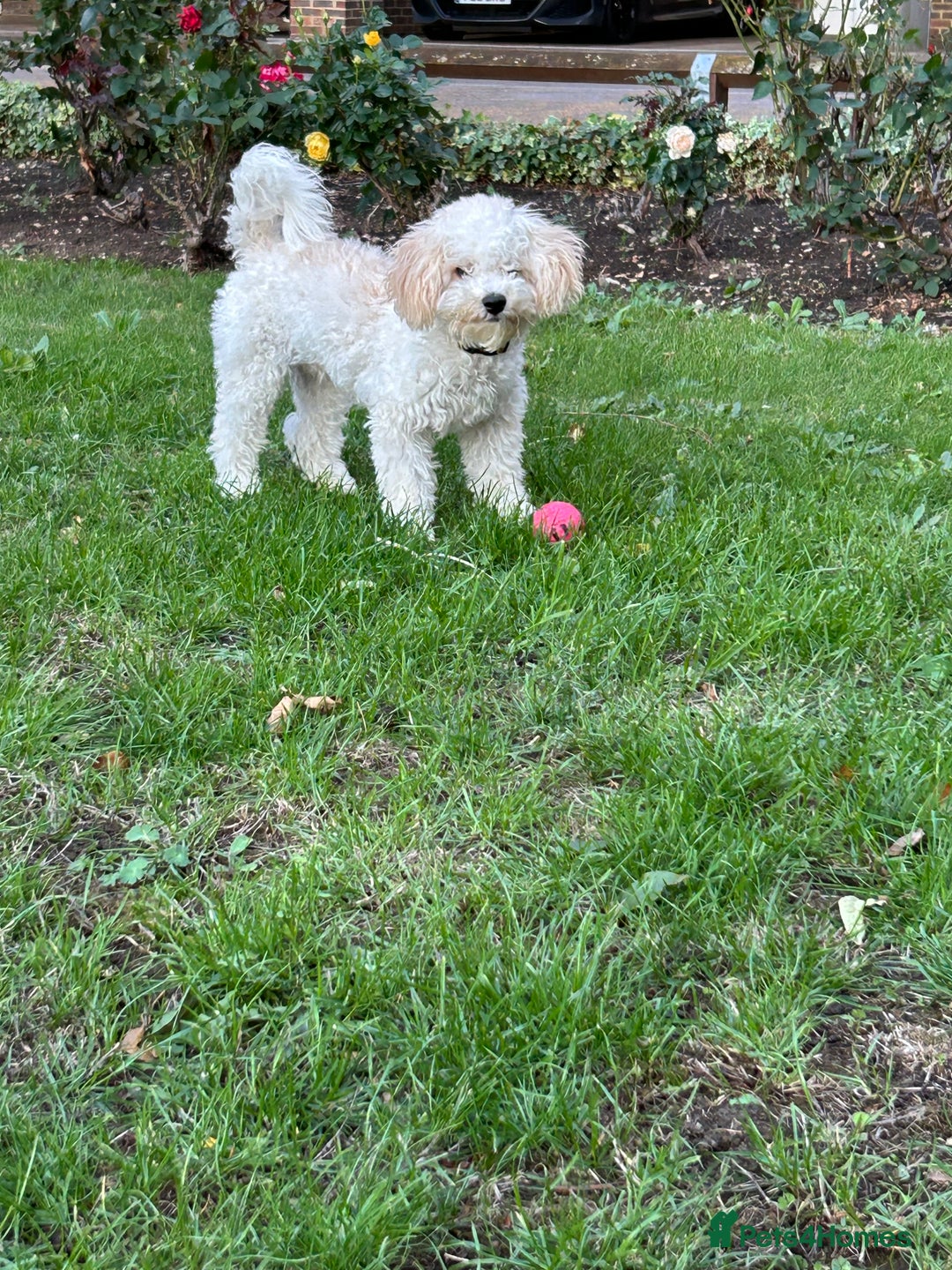 Poochon dogs for sale: Poochon puppy - Image 1