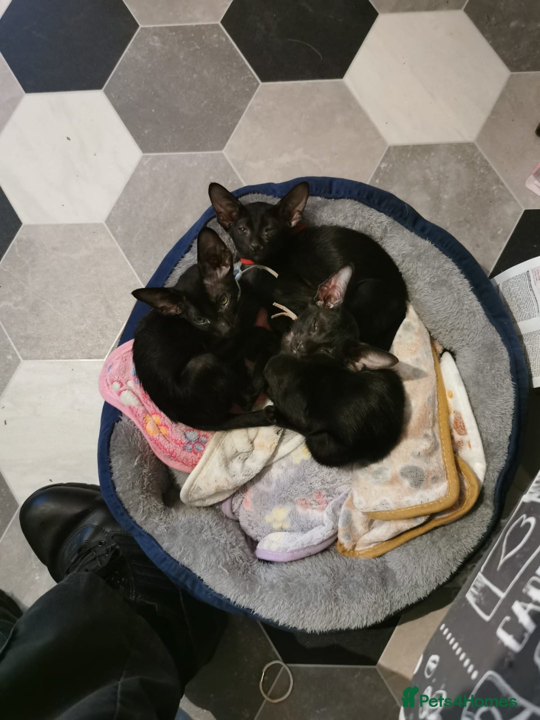 Oriental cats for sale: Three beautiful oriental kittens - Image 6