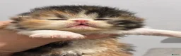 Persian cats for sale: 🔥💗 FEMALE PERSIAN KITTEN CHAMPION LINES 🔥💗 - Advert 3