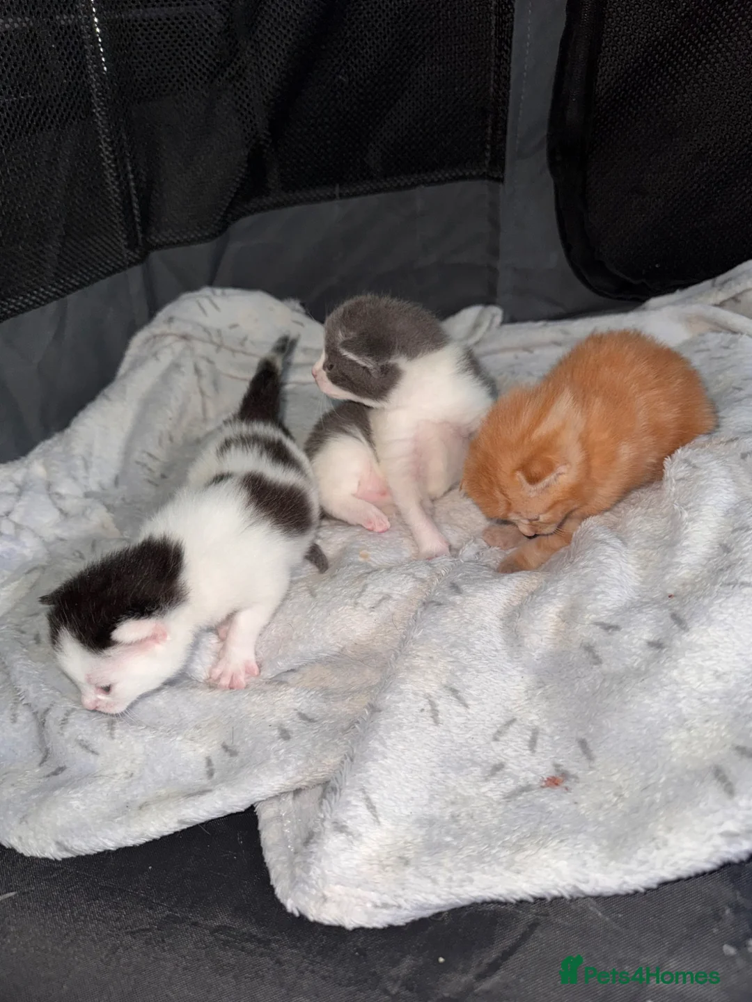 British Shorthair cats for sale: *** Stunning Kittens**** - Advert 2