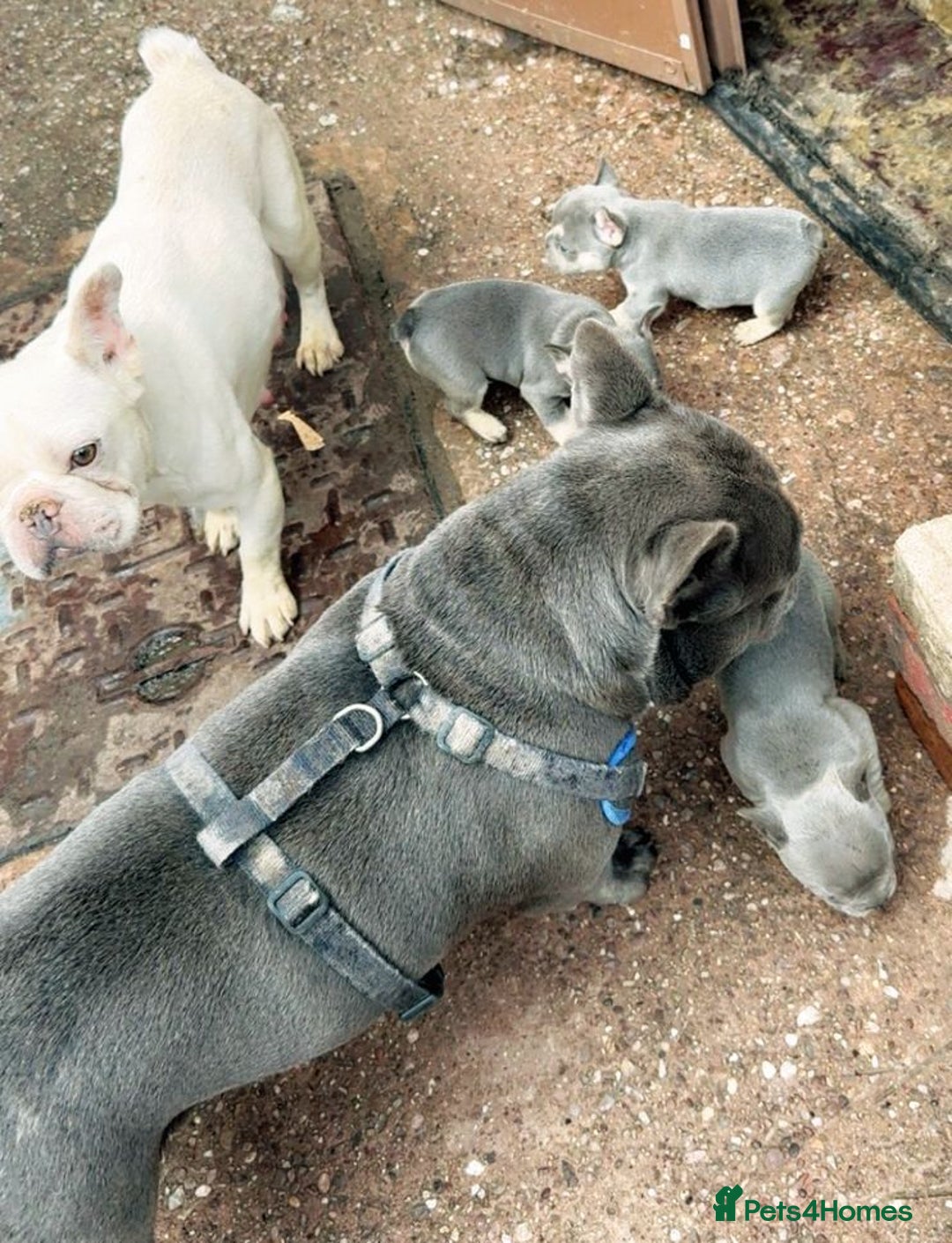 French Bulldog dogs for sale: Beautiful French BullDog - Image 10