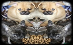 French Bulldog dogs for sale: Beautiful French Bulldogs  - Image 16