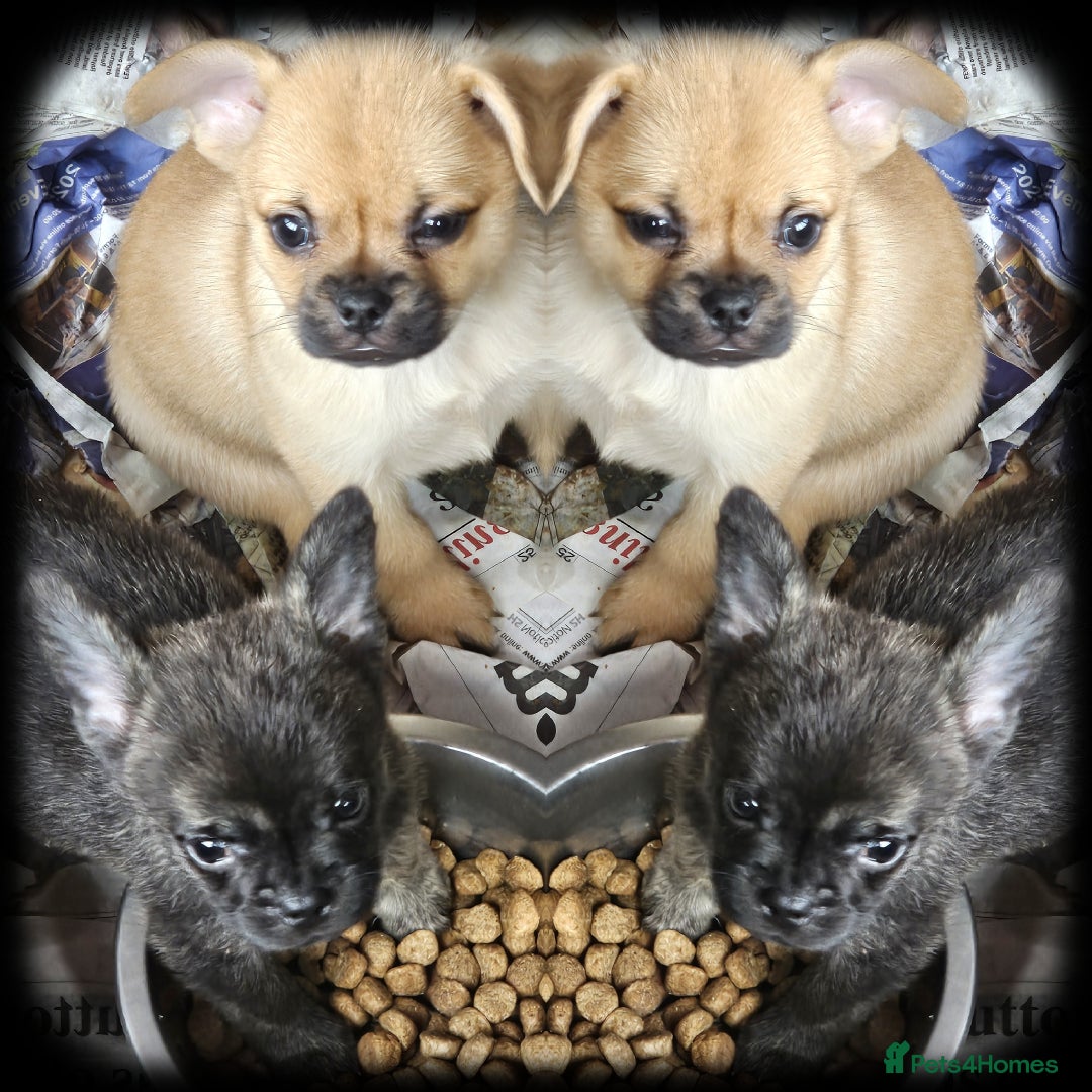 French Bulldog dogs for sale: Beautiful French Bulldogs  - Image 16
