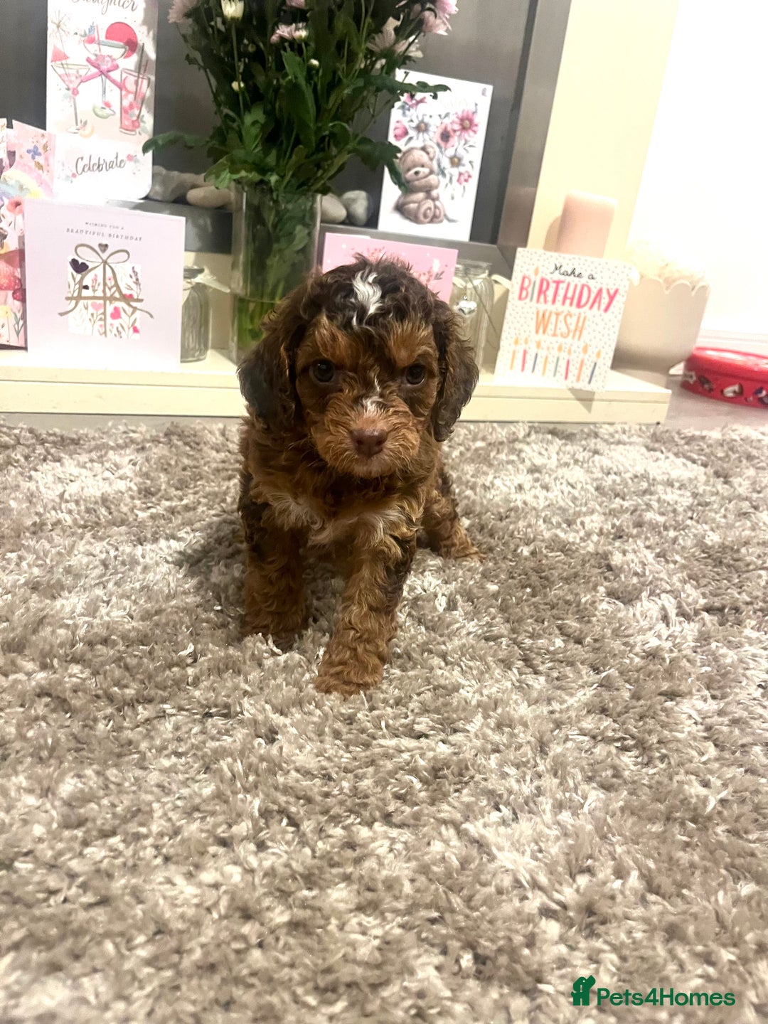 Cavapoo dogs for sale: 🐾 Cavapoo puppies 🐾 - Advert 4