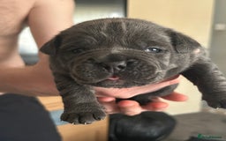 Mixed Breed dogs for sale: Beautiful pups - Image 4
