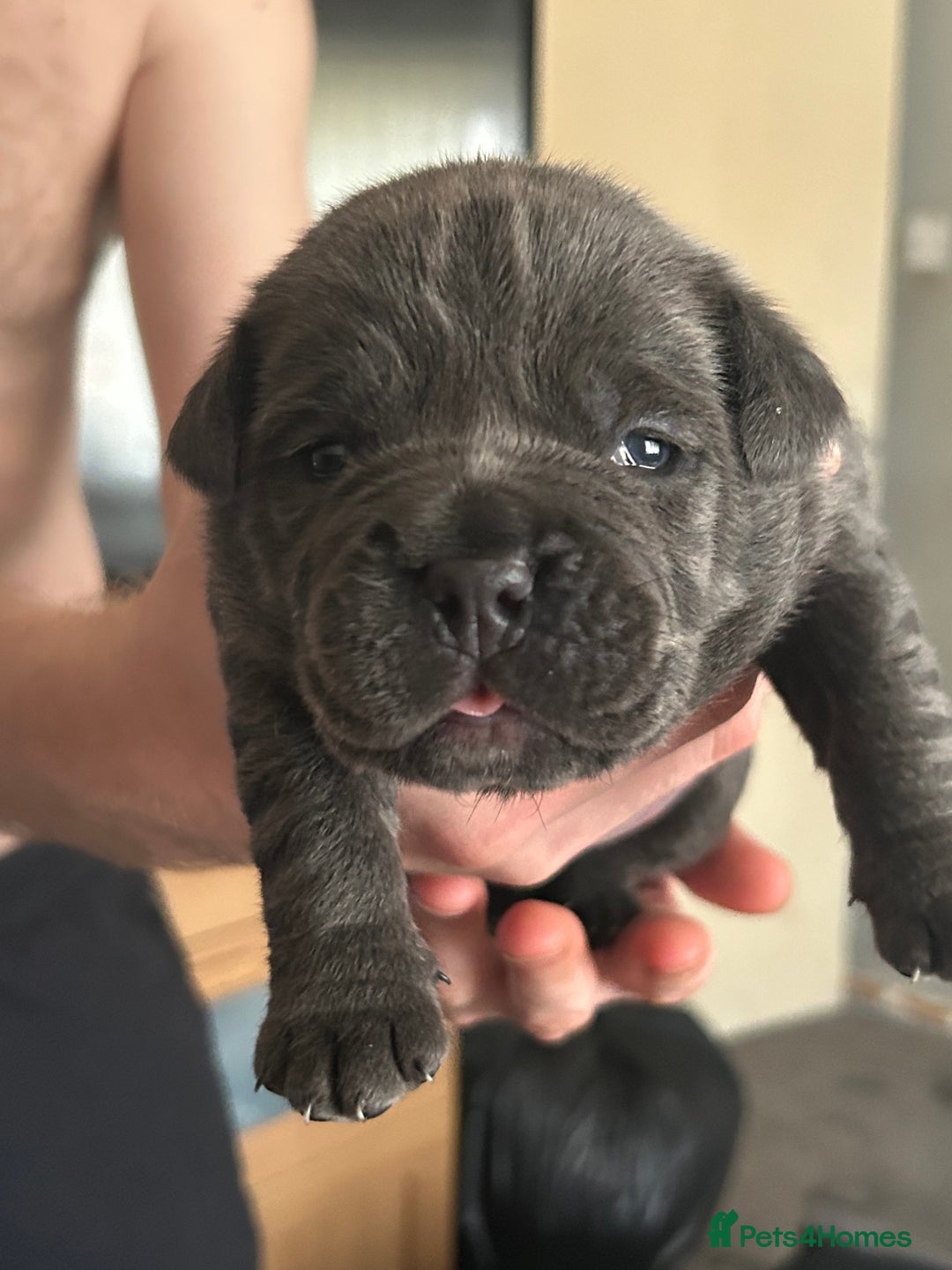 Mixed Breed dogs for sale: Beautiful pups - Image 4