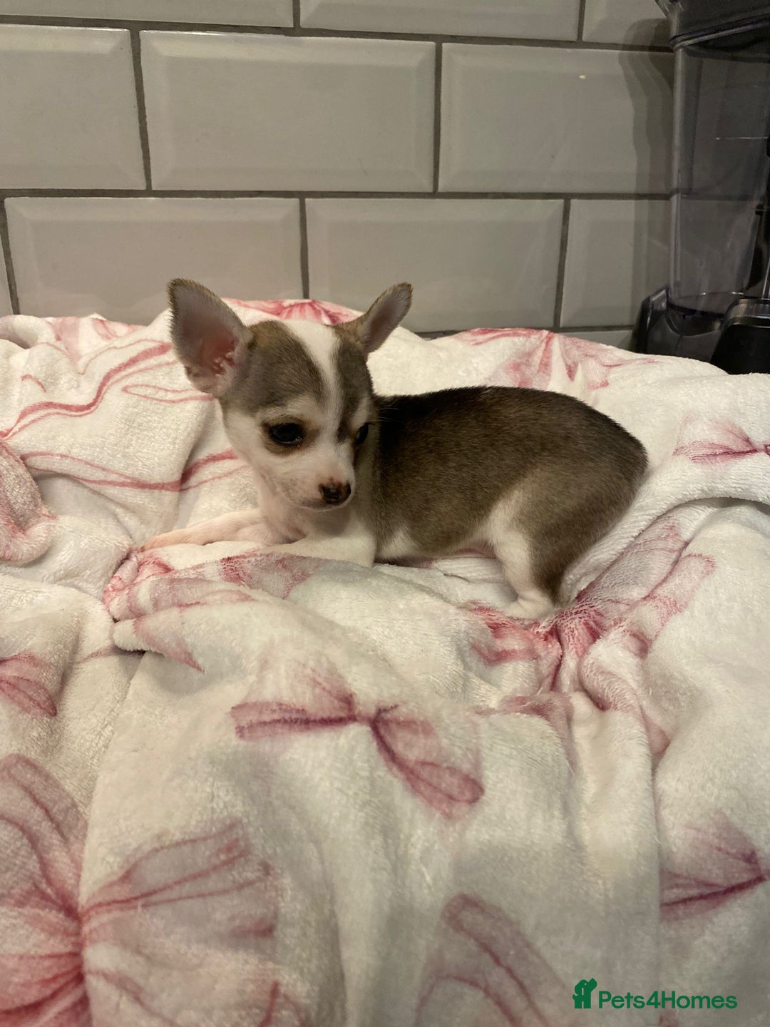 Chihuahua dogs for sale: Chihuahua puppies for sale  - Image 15