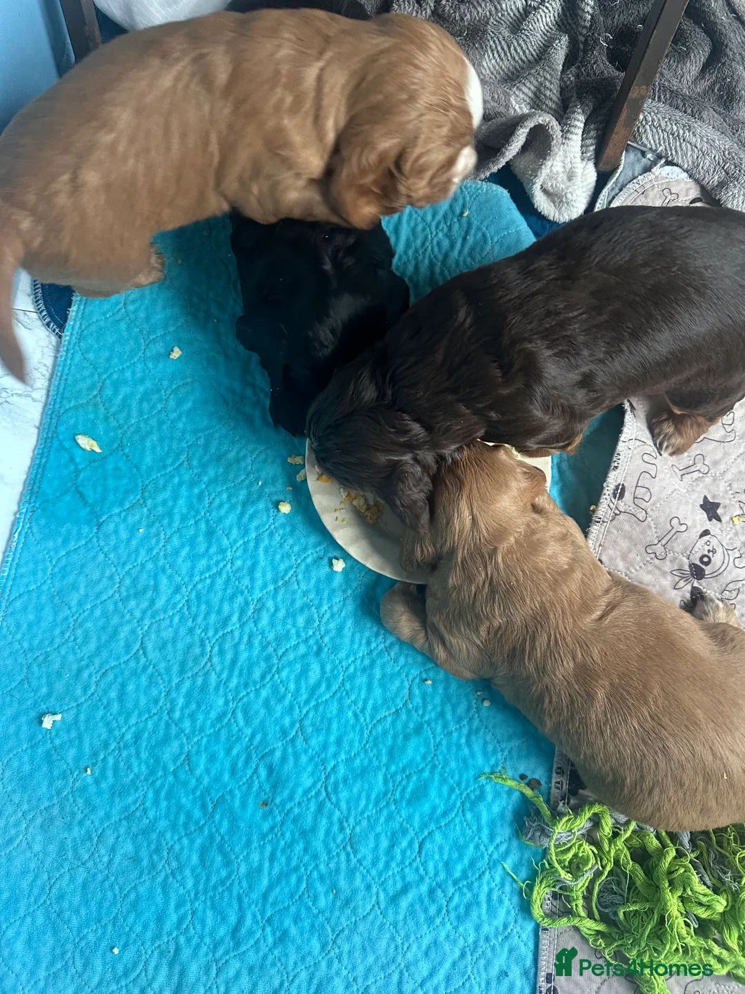 Cocker Spaniel dogs for sale: Working cocker spaniel puppies - Advert 6