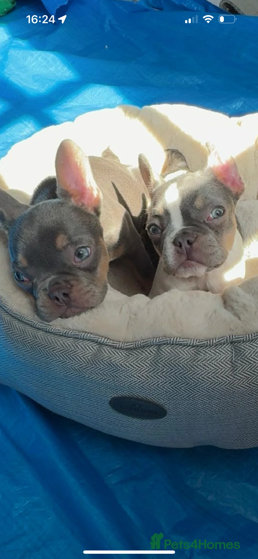 French Bulldog dogs for sale: 2 French bulldog sisters  - Advert 3