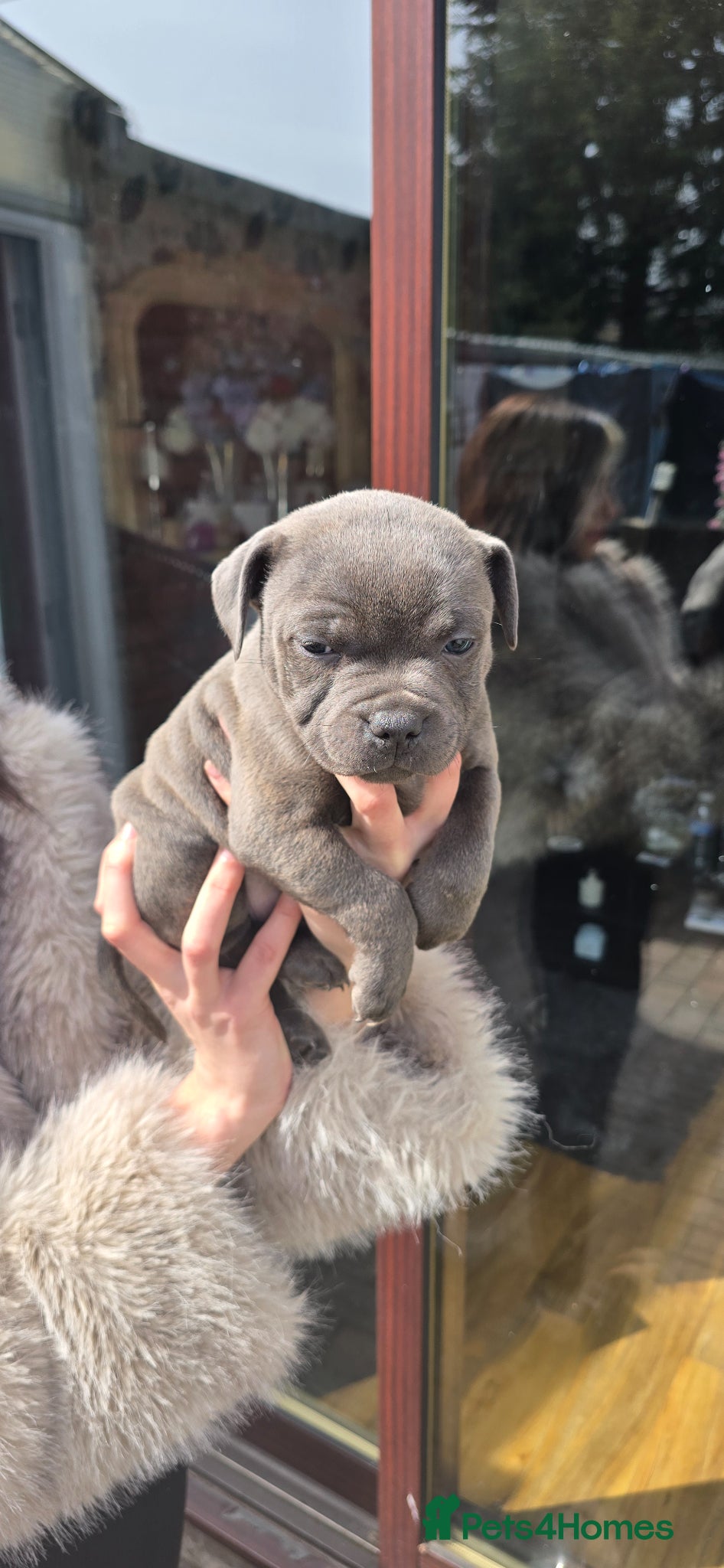 Staffordshire Bull Terrier dogs KC Registered Staffy Puppies - Advert 2