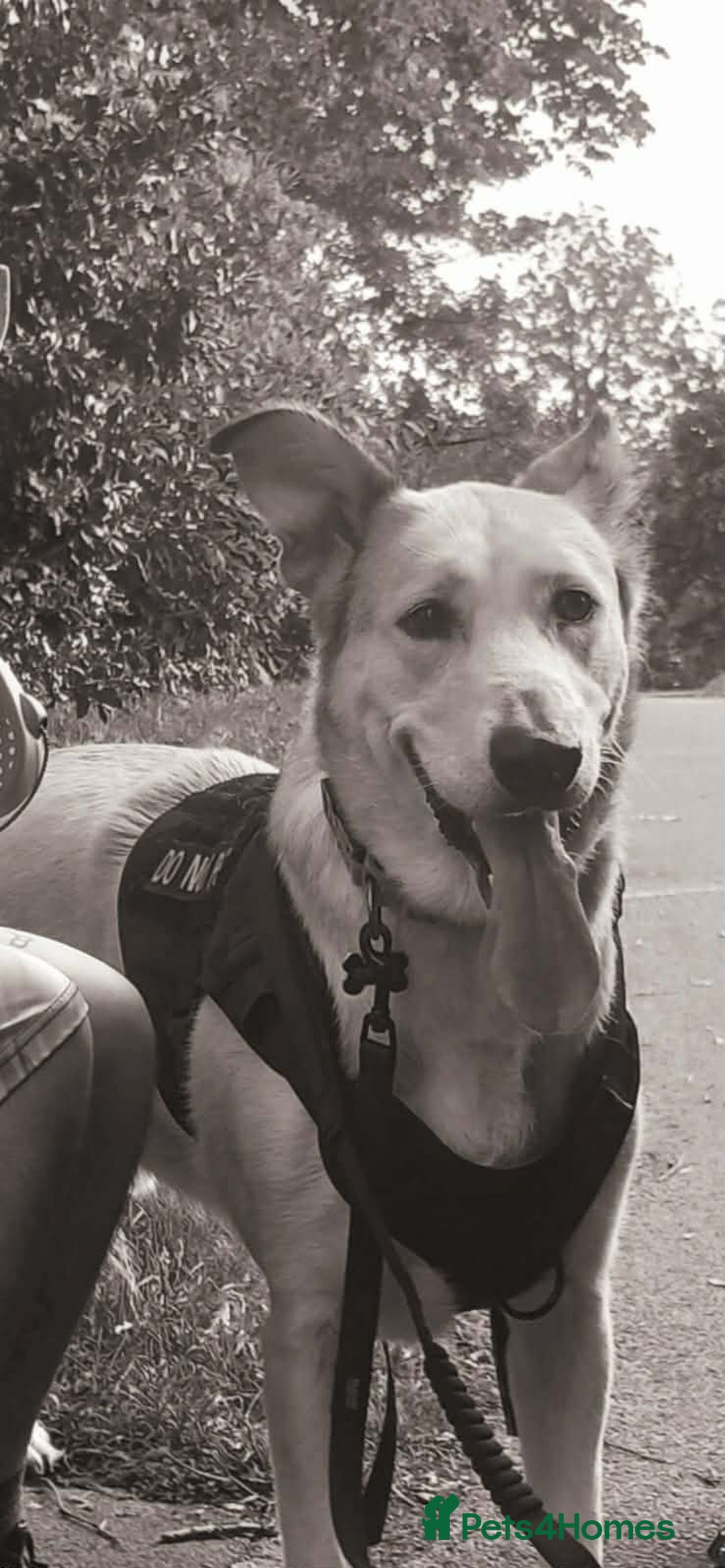 Alaskan Malamute dogs for sale: Male  alaskan malute mix urgent - Advert 2