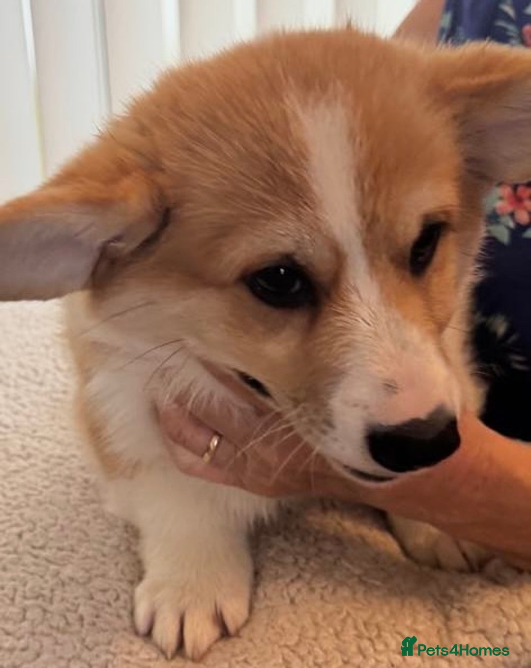Welsh Corgi Pembroke dogs for sale: Two striking Pembrokeshire Corgis  - Image 5