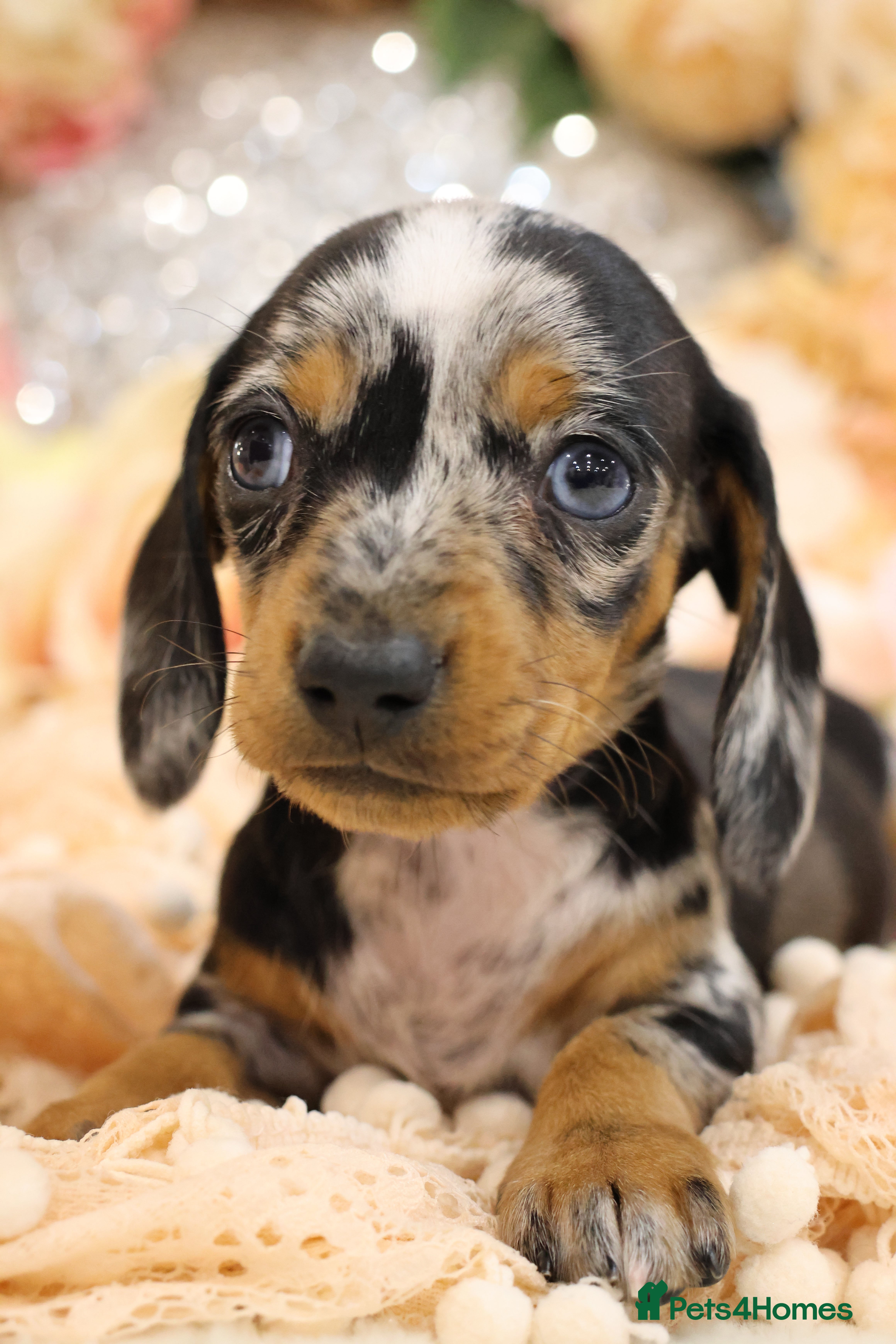 Miniature Dachshund dogs KC Miniature Dachshund Puppies - Advert 10