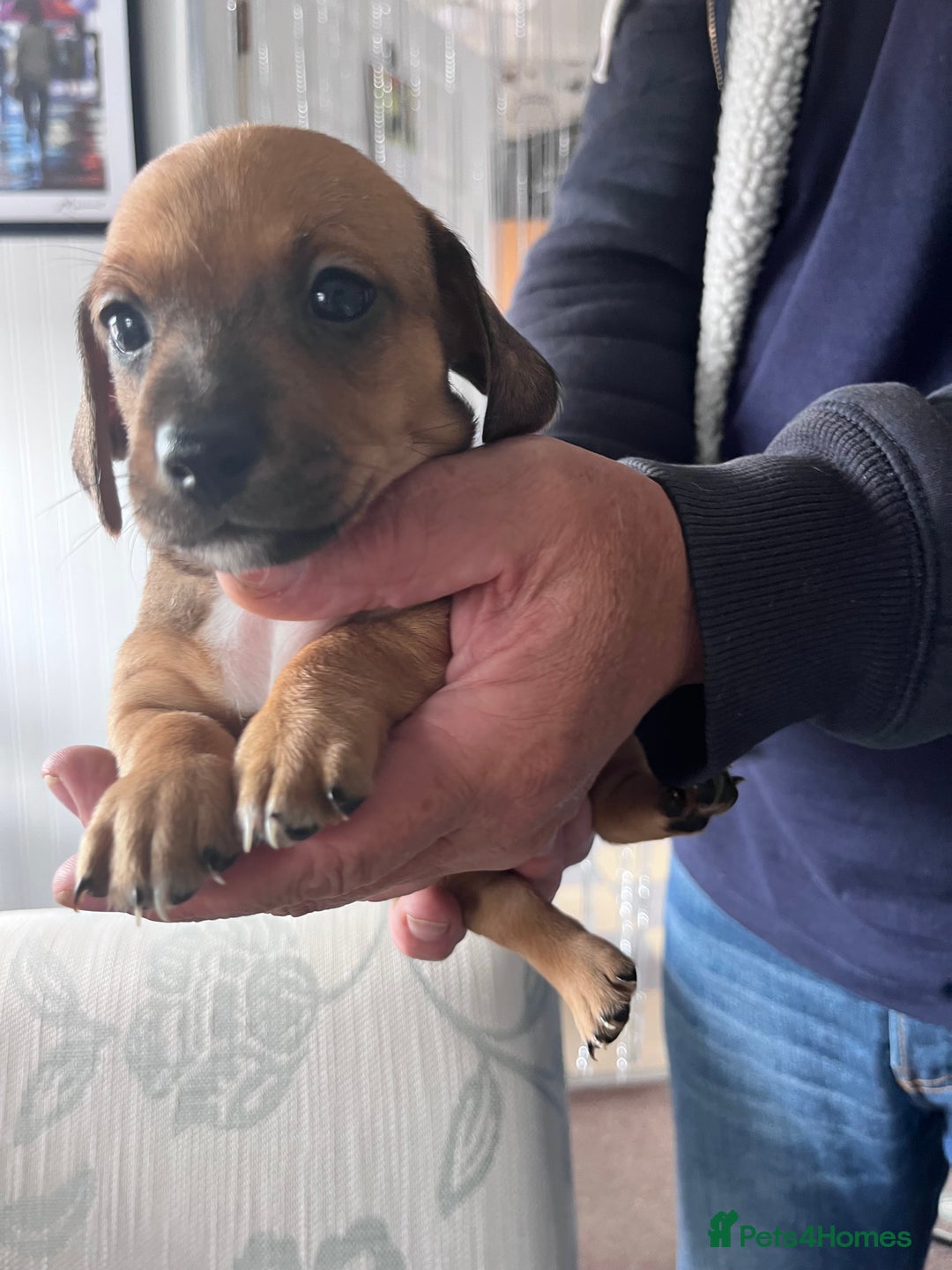 Mixed Breed dogs for sale: 5 Jack Russell x miniature dashound puppies £800 - Image 35