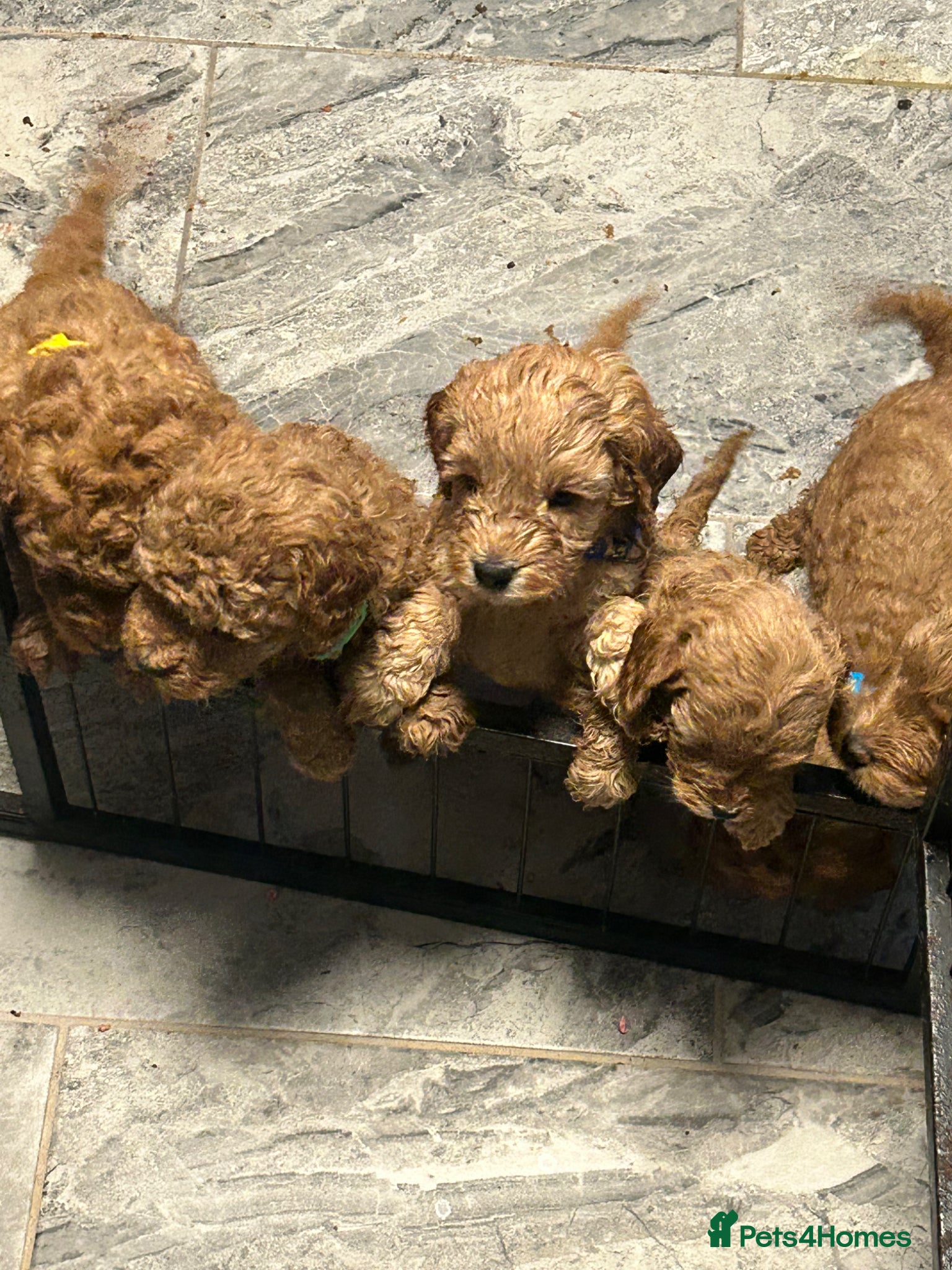 Cavapoo dogs F1b red Cavapoos 4 boys 4 girls  - Advert 1