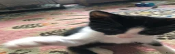 Domestic Shorthair cats for sale: Black and white domestic short hair boy kittens in Buxton - Advert 20