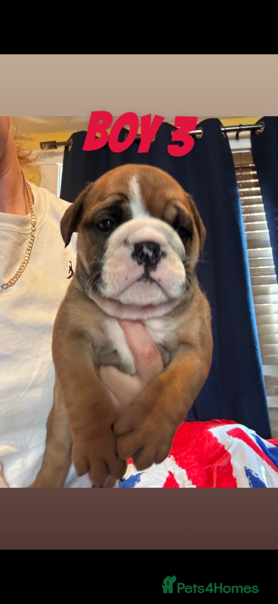 English Bulldog dogs Chunky Traditional British bulldogs kc registered  - Advert 4