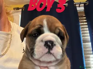 English Bulldog dogs Chunky Traditional British bulldogs kc registered - Advert 4