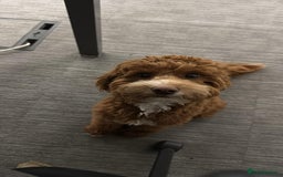 Mixed Breed dogs for sale: F1B mini goldendoodle for sale to good home - Image 5