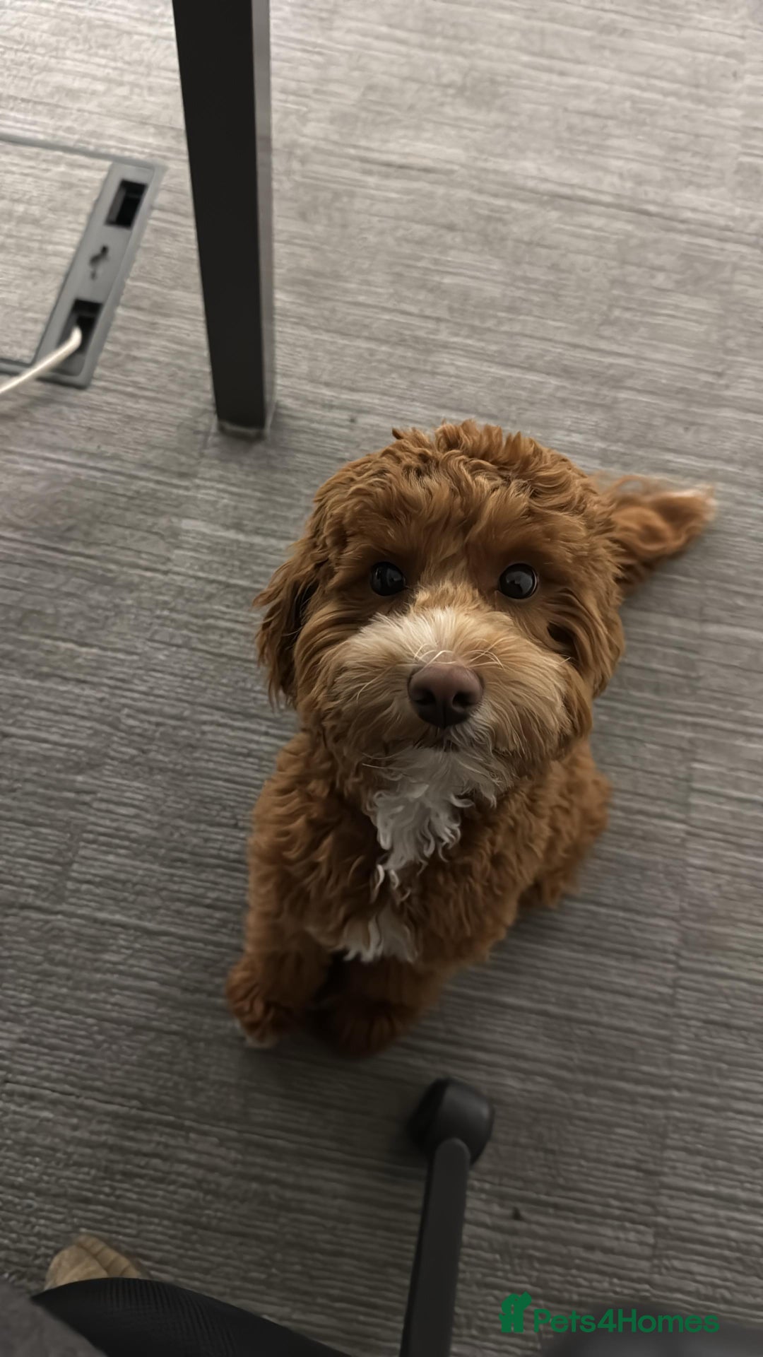 Mixed Breed dogs for sale: F1B mini goldendoodle for sale to good home - Image 5