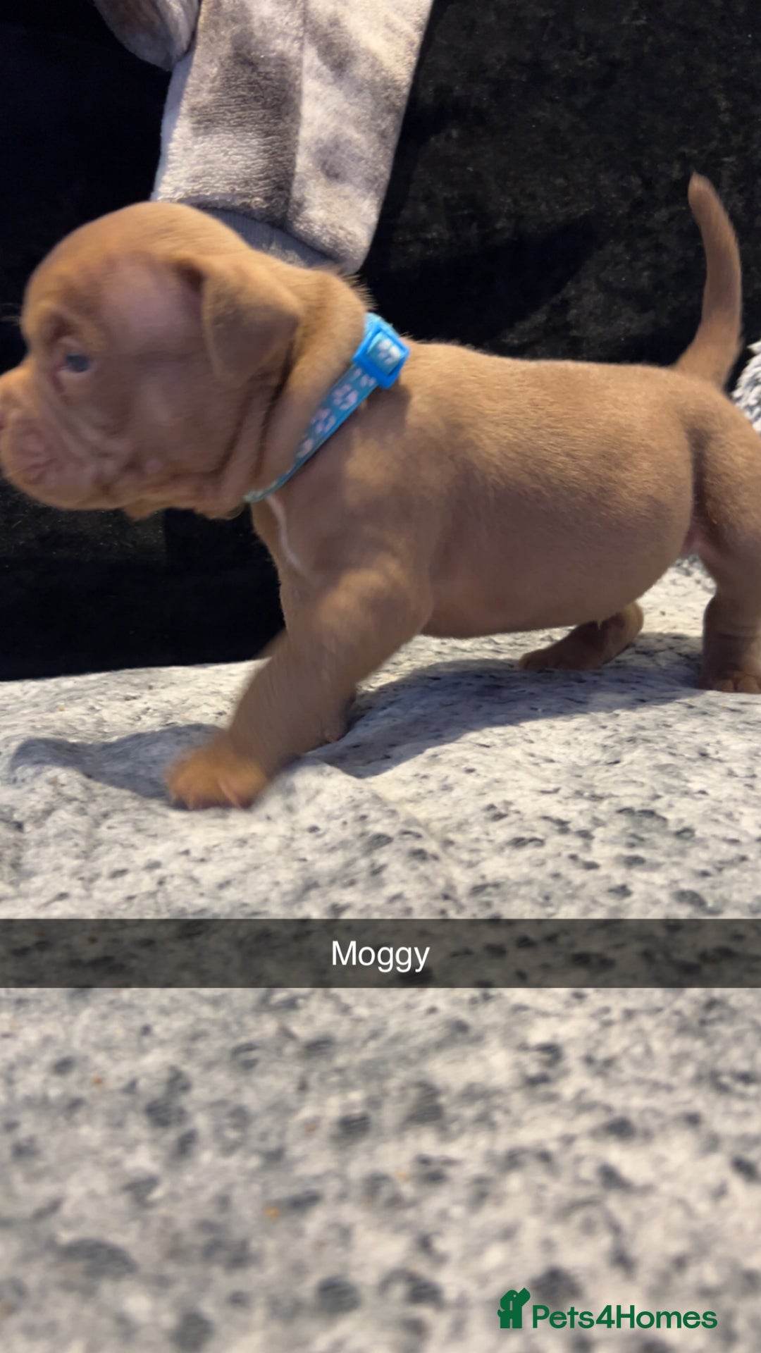 American Bully dogs for sale: Stunning pocket bullie’s  - Image 14