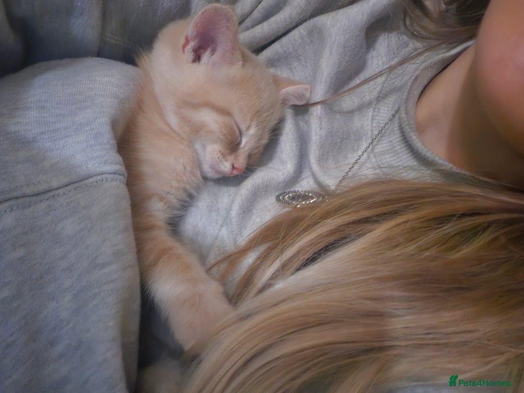 Mixed Breed cats for sale: 2 Gorgeous babies, ready to go - Advert 9