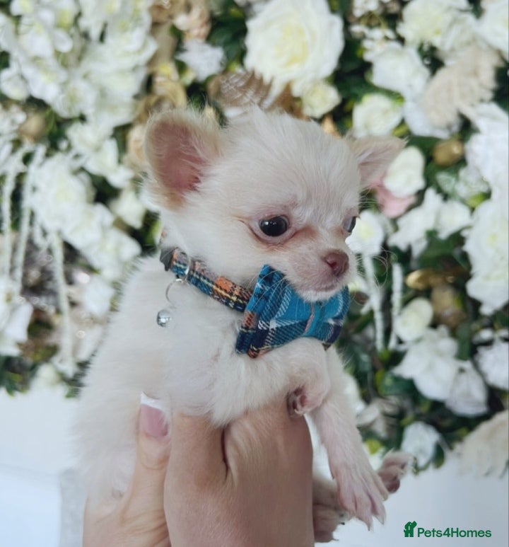 Chihuahua dogs REDUCED last cream/white boy long Coat chihuahua - Advert 5