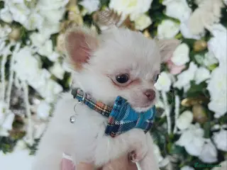 Chihuahua dogs REDUCED last cream/white boy long Coat chihuahua - Advert 5