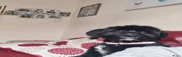 Mixed Breed dogs for sale: Labrador x Shih tzu for rehoming  - Advert 4