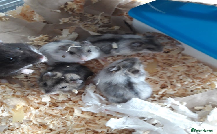 Hamster rodents in Manchester - Advert 18