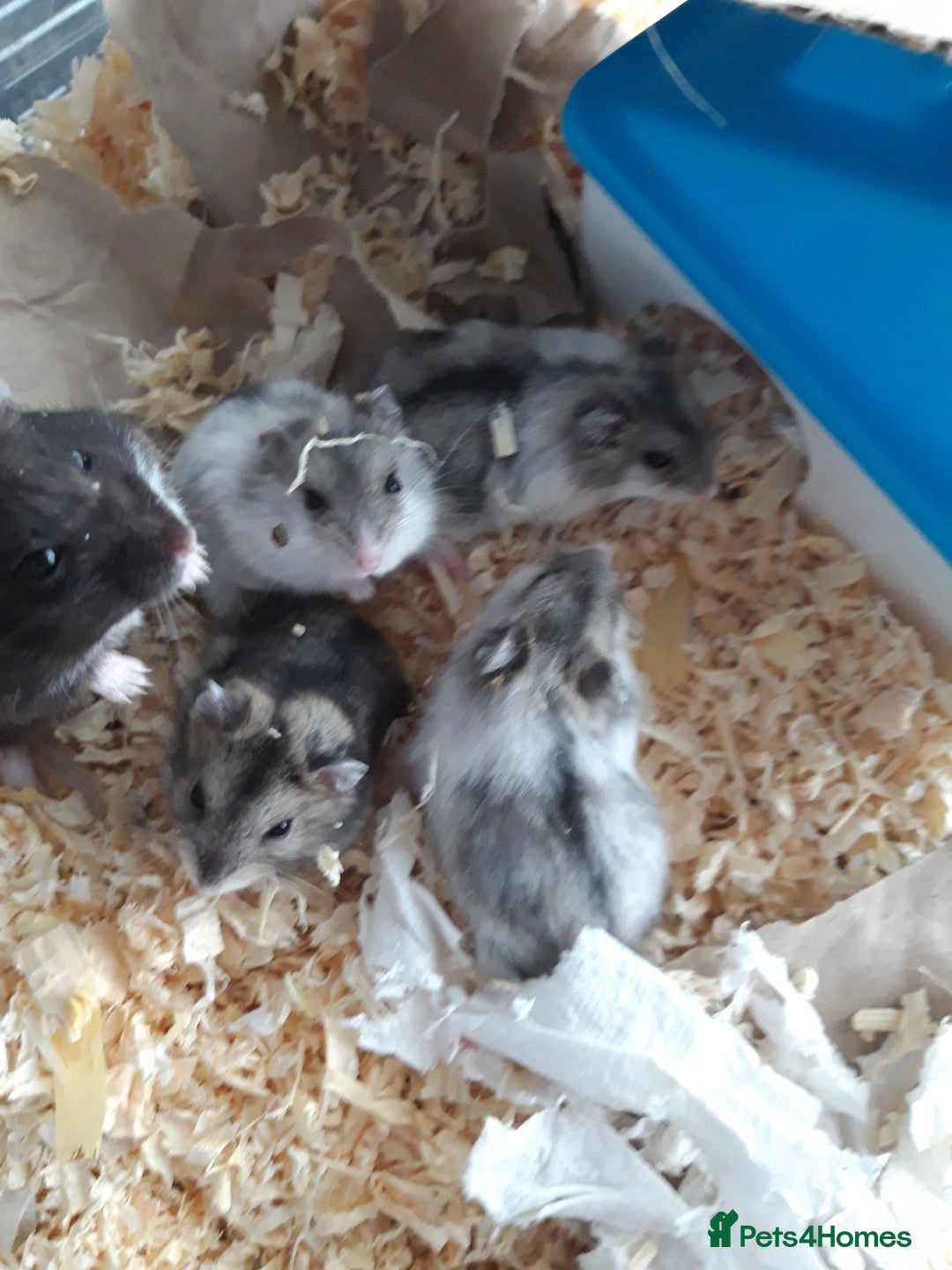 Hamster rodents for sale:  Russian Dwarf baby hamsters 2 for £20 in Manchester - Image 1