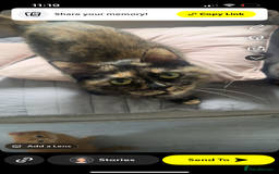 Mixed Breed cats for sale: 2 kittens 2 adults  - Image 1