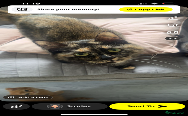 Mixed Breed cats - Advert 4