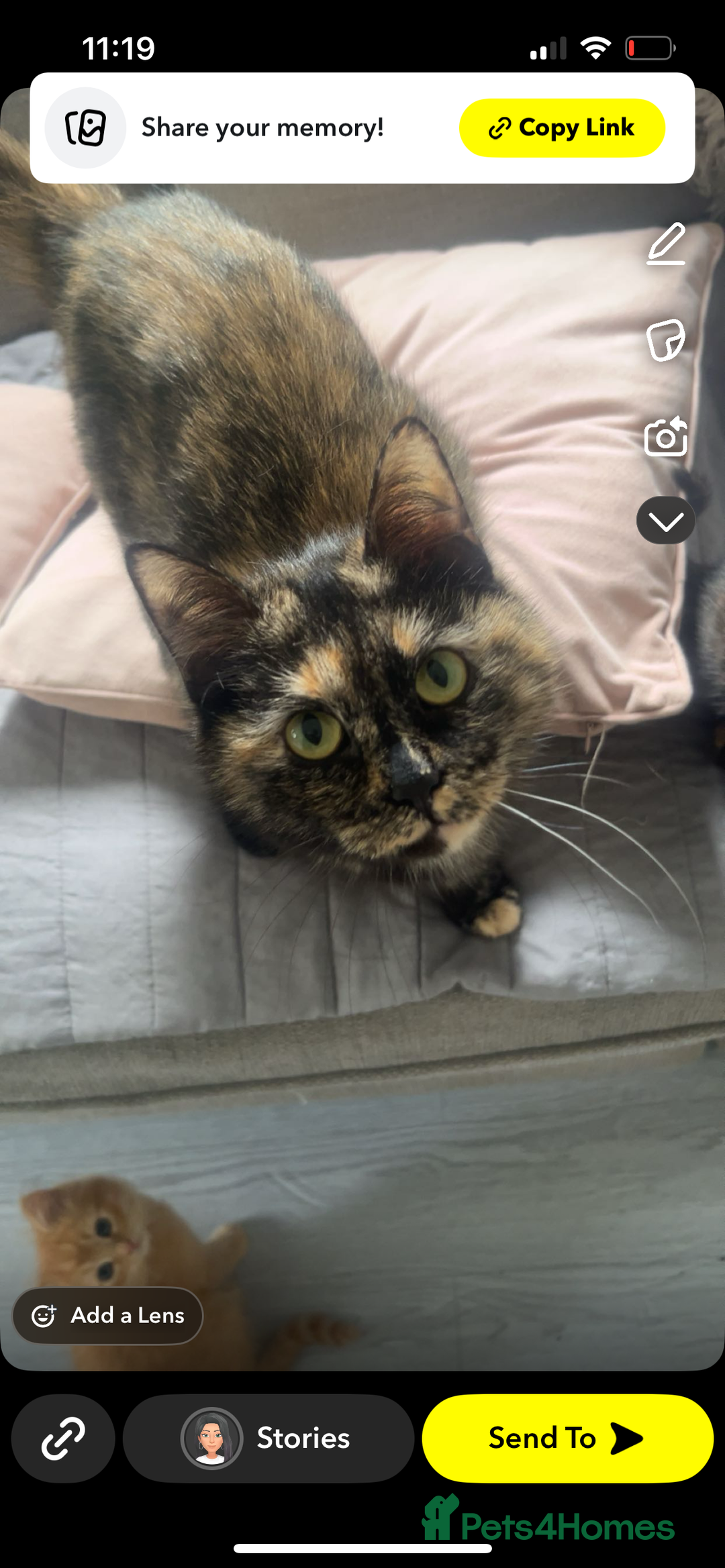 Mixed Breed cats for sale: 2 kittens 2 adults  - Image 1