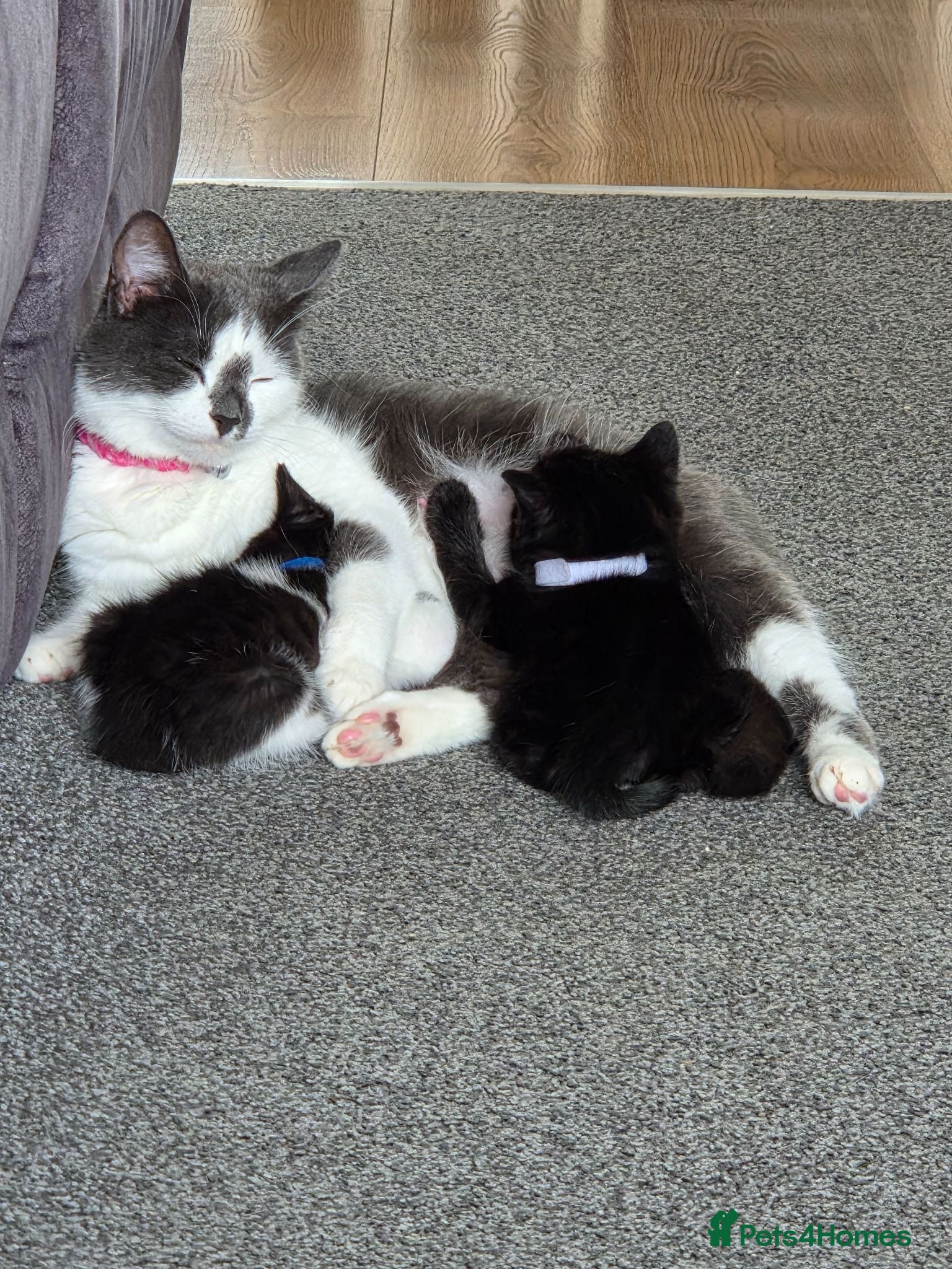 Mixed Breed cats Lovely kittens - Advert 3