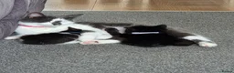 Mixed Breed cats for sale: Lovely kittens in Northampton - Advert 1